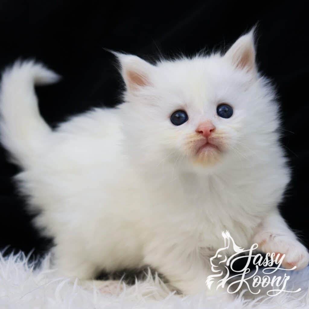 Ghost 5 weeks old ⋆ Sassy Koonz Maine Coon Cattery Maine coon kitten standing tall white