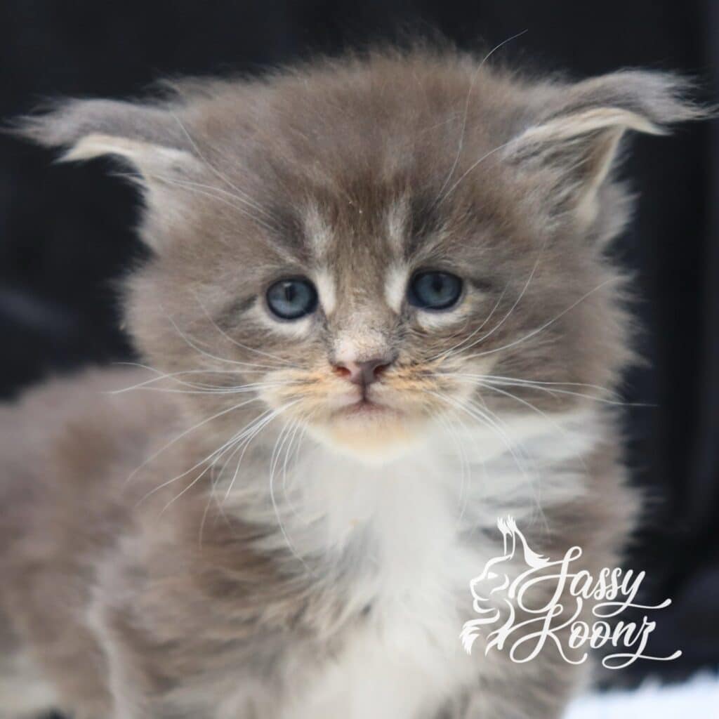 Blueberry Hill, five weeks old front shot ⋆ Sassy Koonz Maine Coon Cattery Cute Maine coon kitten, boy, five weeks old, blueberry Hill