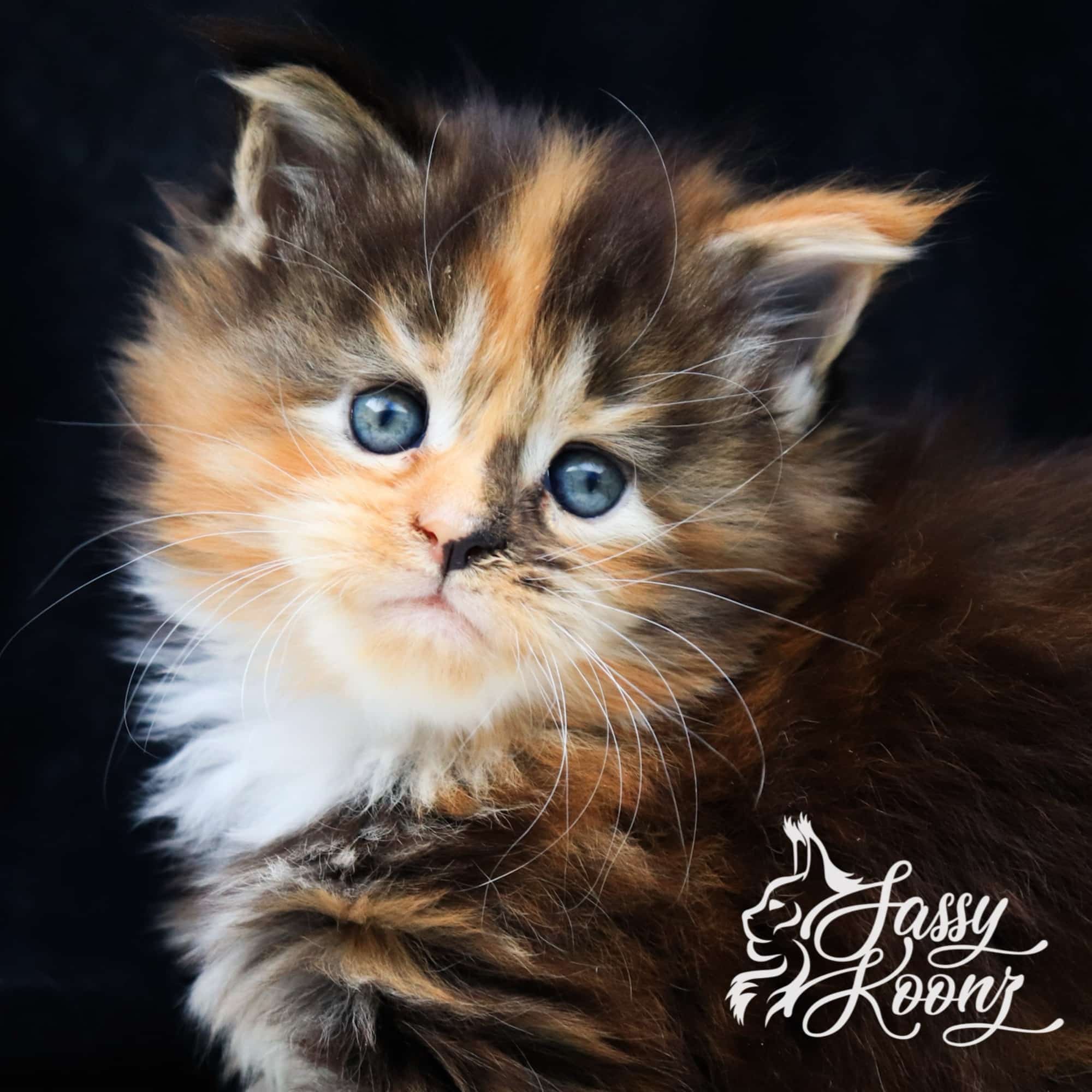 My Only Angel 5 weeks old ⋆ Sassy Koonz Maine Coon Cattery Maine coon kitten,my only Angel, 5 weeks old
