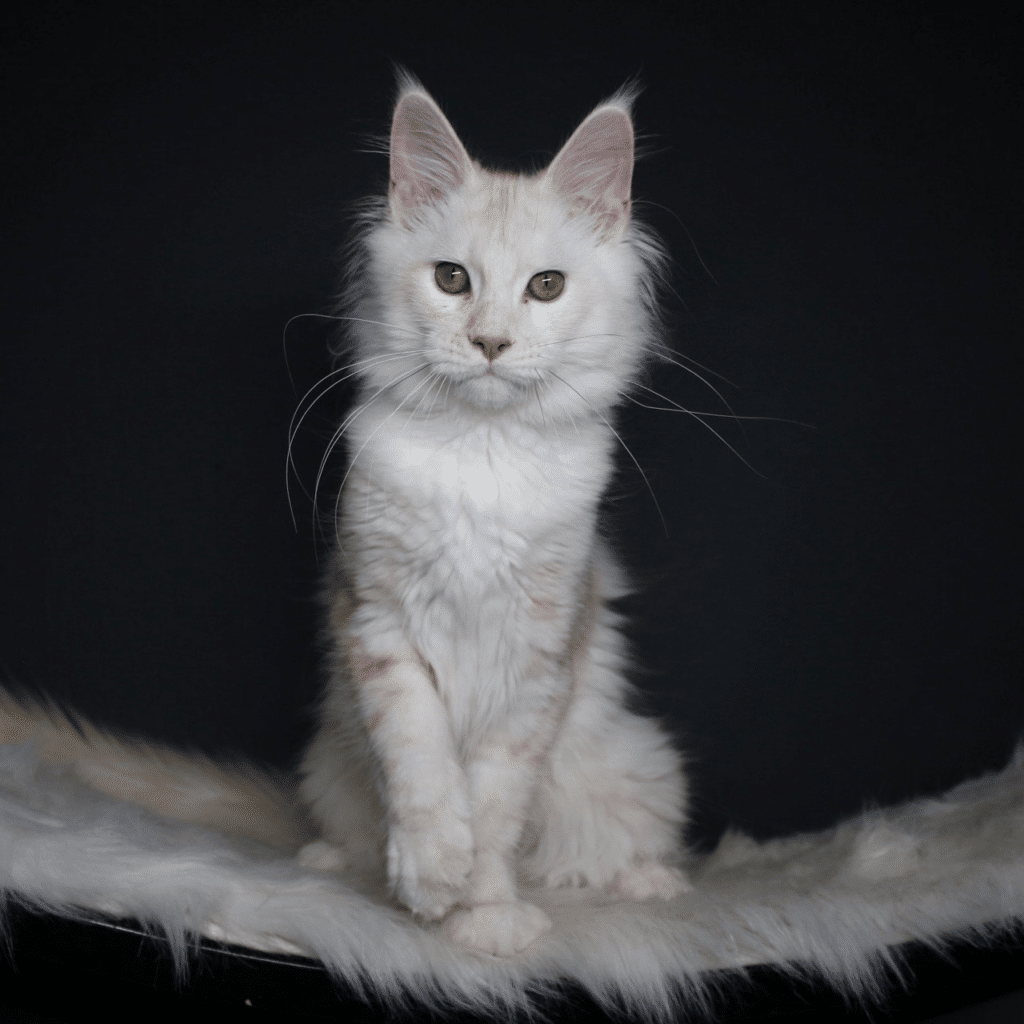 Amy maine coon queen of Sassy koonz