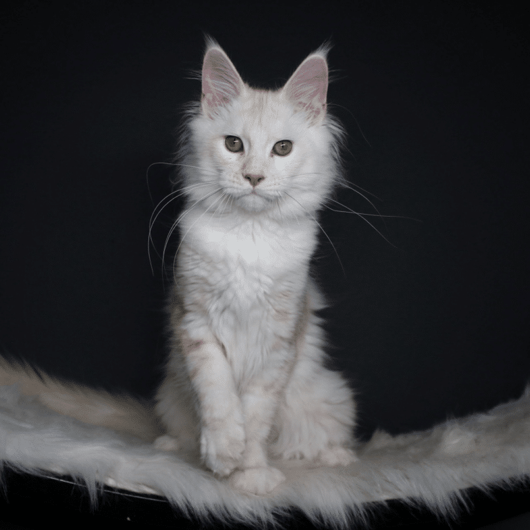 Amy maine coon queen of Sassy koonz
