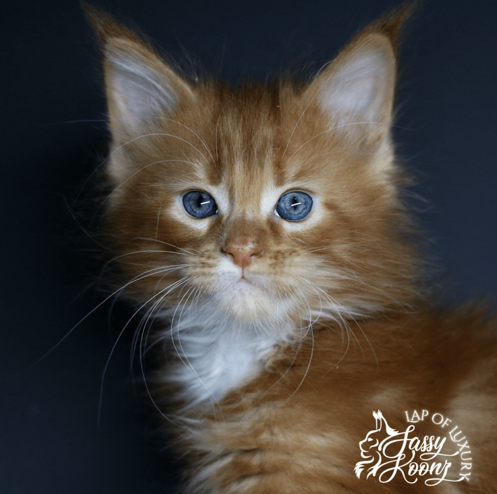 Imaginary 7 week old maine coon red kitten ⋆ Sassy Koonz Maine Coon Cattery Imaginary 7 week old maine coon red kitten