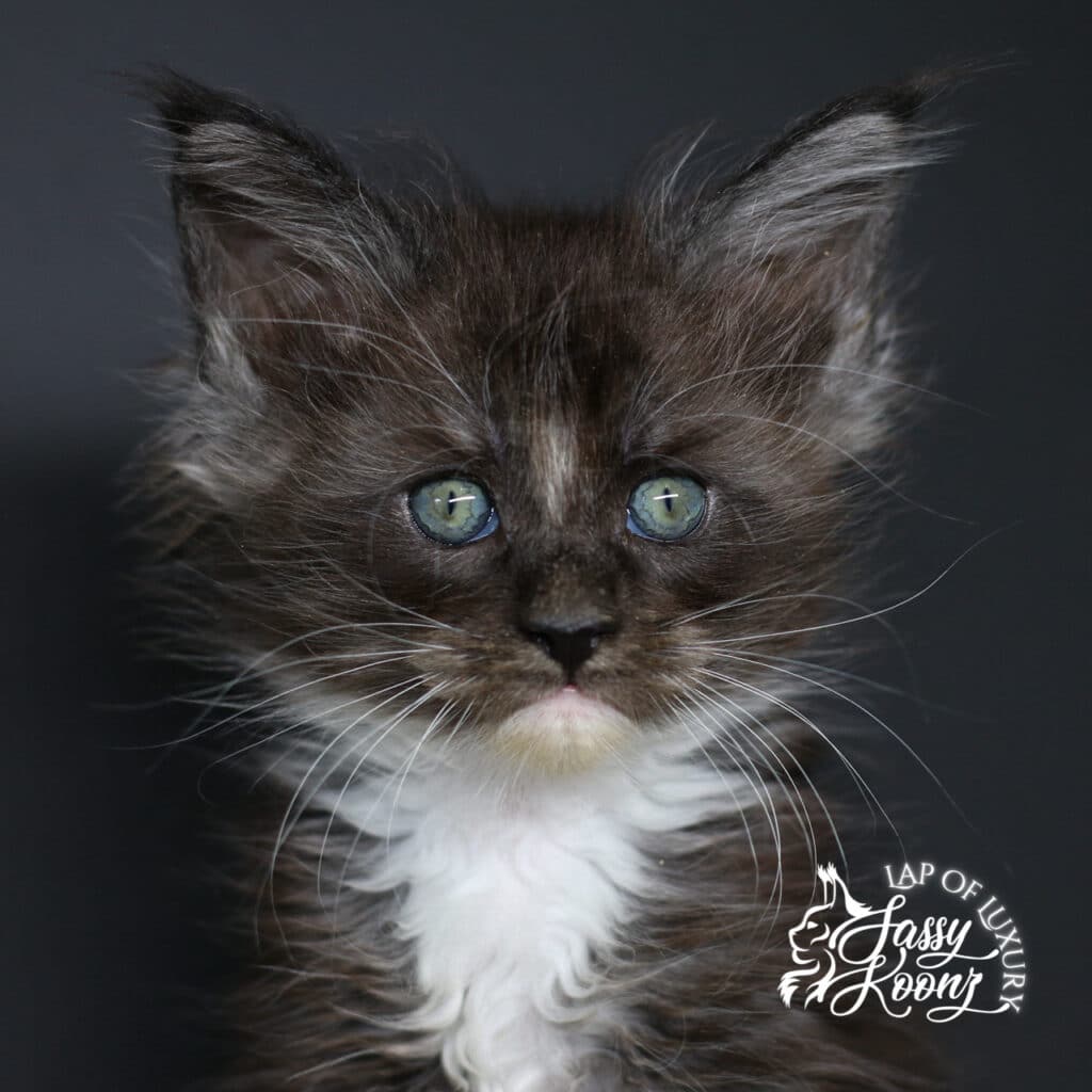 My Immortal 7 week old black smoke with white maine coon kitten ⋆ Sassy Koonz Maine Coon Cattery My Immortal 7 week old black smoke with white maine coon kitten