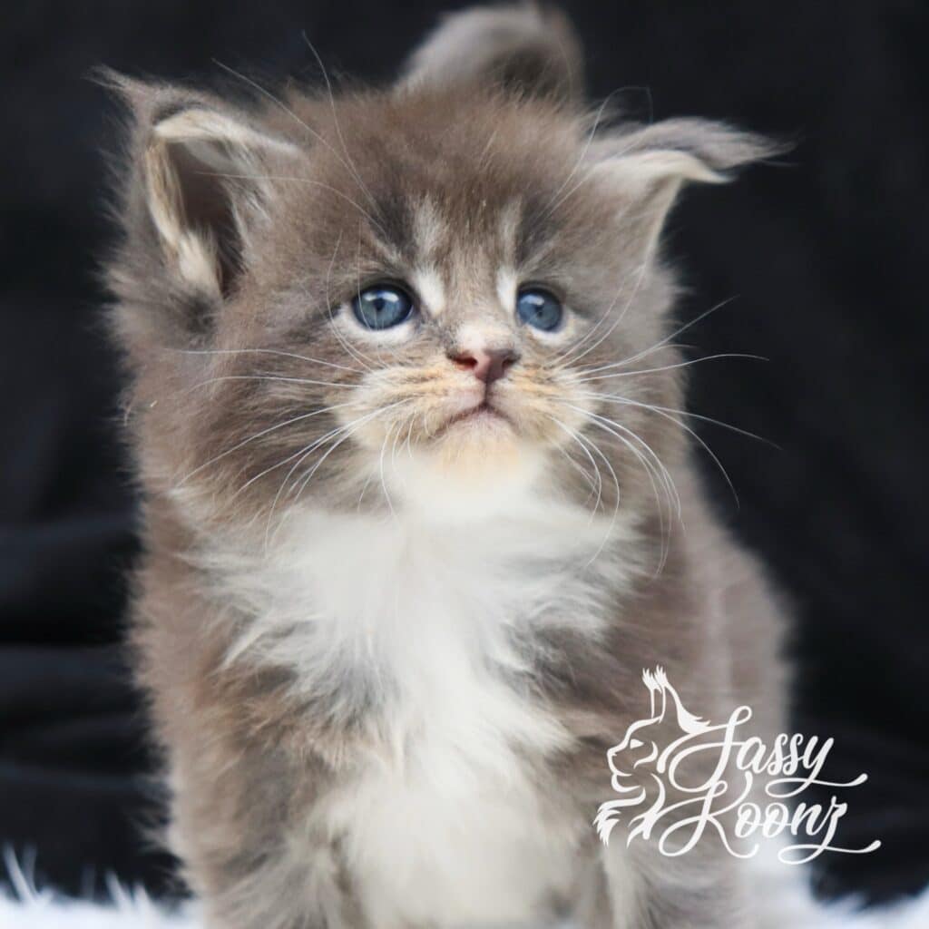 Blueberry Hill 5 weeks old ⋆ Sassy Koonz Maine Coon Cattery Blue classic tabby Maine coon kitten, five weeks old, blueberry Hill