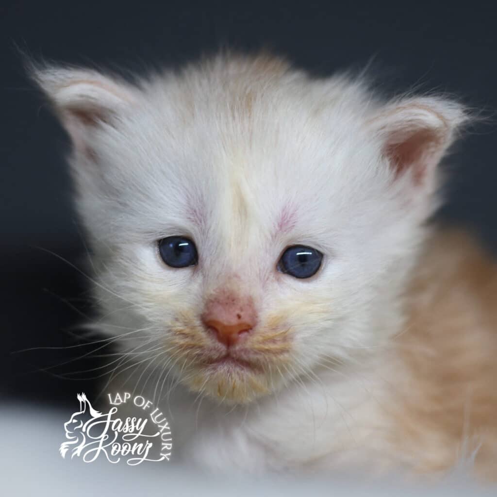 amy lee 3 weeks old maine coon red smoke kitten at sassy koonz ⋆ Sassy Koonz Maine Coon Cattery amy lee 3 weeks old maine coon red smoke kitten at sassy koonz