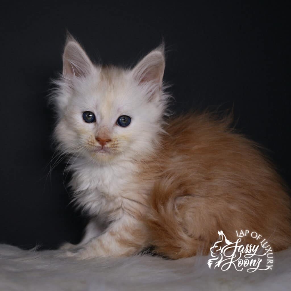 amy lee 7 week old body shot maine coonkitten red smoke ⋆ Sassy Koonz Maine Coon Cattery amy lee 7 week old body shot maine coonkitten red smoke