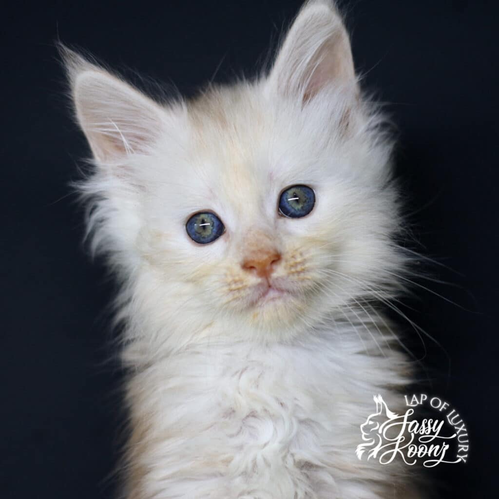 amy lee 7 week old maine coon kitten red smoke sassy koonz ⋆ Sassy Koonz Maine Coon Cattery amy lee 7 week old maine coon kitten red smoke sassy koonz