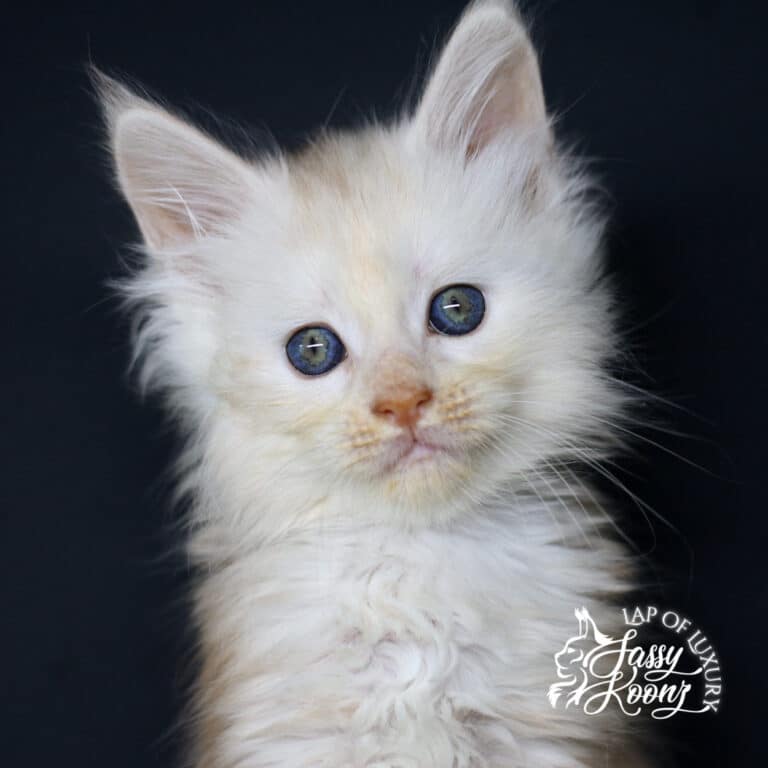 amy lee 7 week old maine coon kitten red smoke sassy koonz