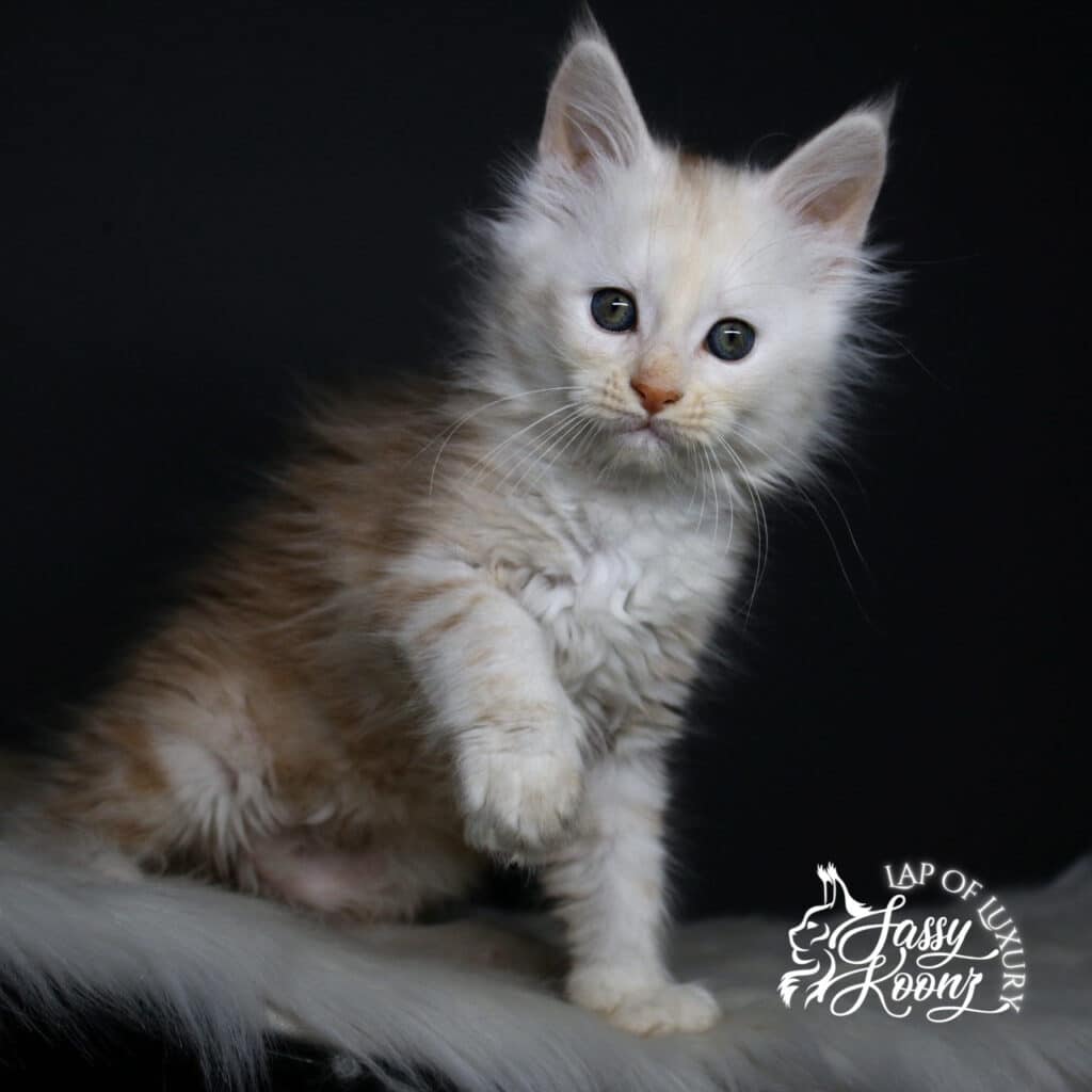 amy lee 9 week old red smoke maine coon kitten ⋆ Sassy Koonz Maine Coon Cattery amy lee 9 week old red smoke maine coon kitten