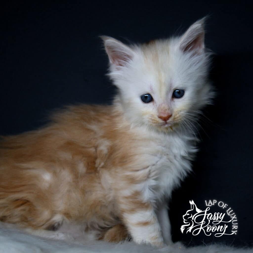 amy-lee-sassy-koonz-red-smoke-maine-coon-kitten-for-saleJPEG ⋆ Sassy Koonz Maine Coon Cattery amy lee sassy koonz red smoke maine coon kitten for sale