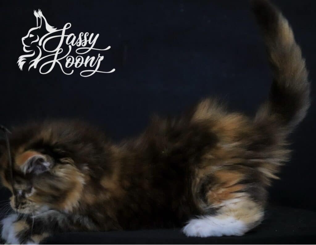 black-torbie-maine-coon-kitten-7-weeks-angel ⋆ Sassy Koonz Maine Coon Cattery black torbie maine coon kitten side view torbie 7 weeks old