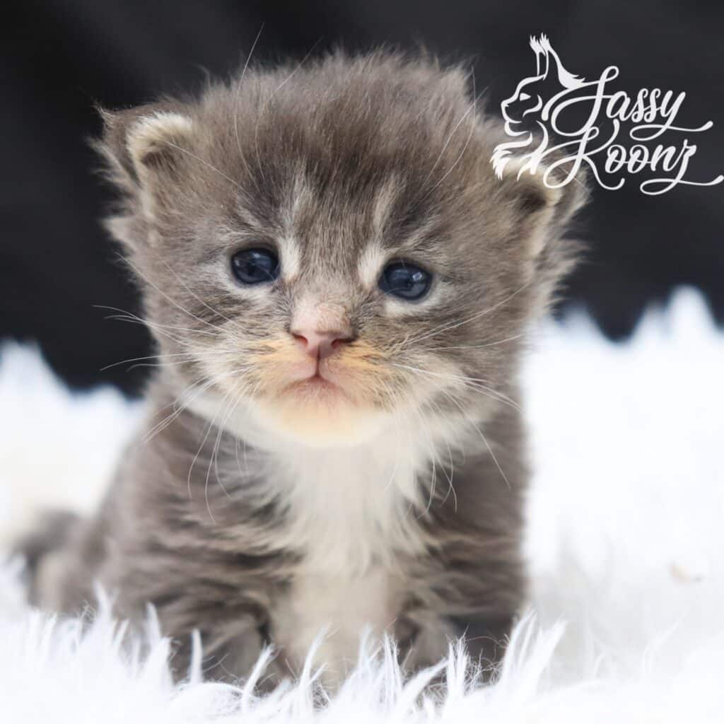 blue-tabby-maine-coon-kitten-blueberry-hill-florida ⋆ Sassy Koonz Maine Coon Cattery blue tabby mine coon kitten blueberry hill florida