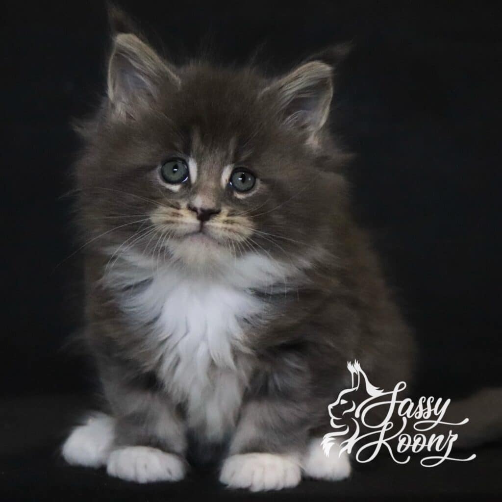 blue-with-white-maine-coon-kitten-7-week-blueberry ⋆ Sassy Koonz Maine Coon Cattery blue with white maine coon kitten 7 weeks blueberry