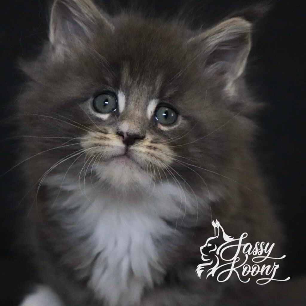 blueberry-hill-maine-coon-kitten-7 ⋆ Sassy Koonz Maine Coon Cattery blueberry hill maine coon kitten 7
