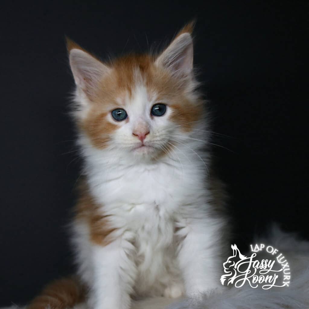body shot of lithium 7 week old red and white maine coon kitten ⋆ Sassy Koonz Maine Coon Cattery body shot of lithium 7 week old red and white maine coon kitten