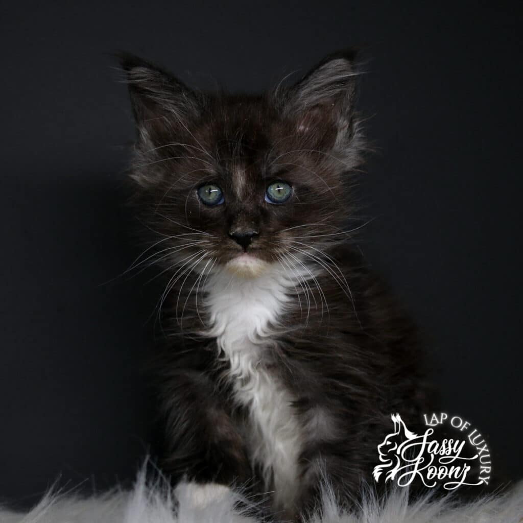 body shot of my immortal 7 weeks old black smoke with white maine coon kitten ⋆ Sassy Koonz Maine Coon Cattery body shot of my immortal 7 weeks old black smoke with white maine coon kitten
