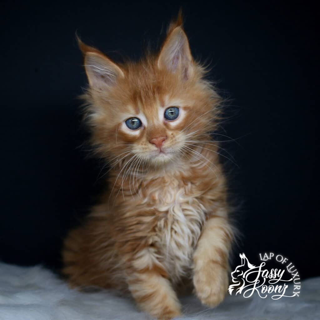 everybodys fool 7 week old maine coon kitten body shot ⋆ Sassy Koonz Maine Coon Cattery everybodys fool 7 week old maine coon kitten body shot