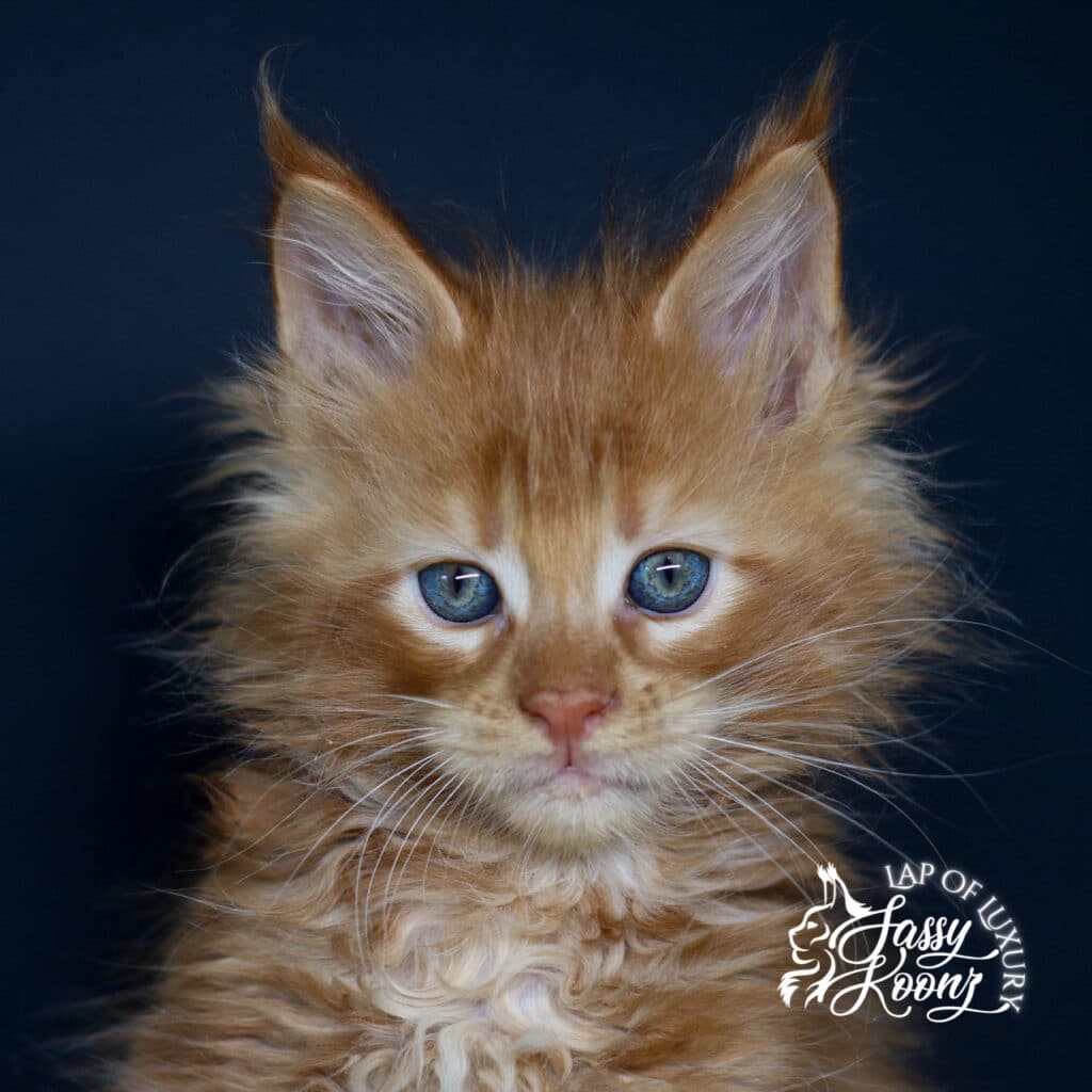 everybodys fool 7 week old red maine coon kitten ⋆ Sassy Koonz Maine Coon Cattery everybodys fool 7 week old red maine coon kitten