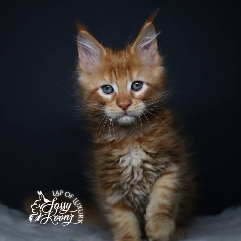 everybodys fool 9 week old red maine coon kitten