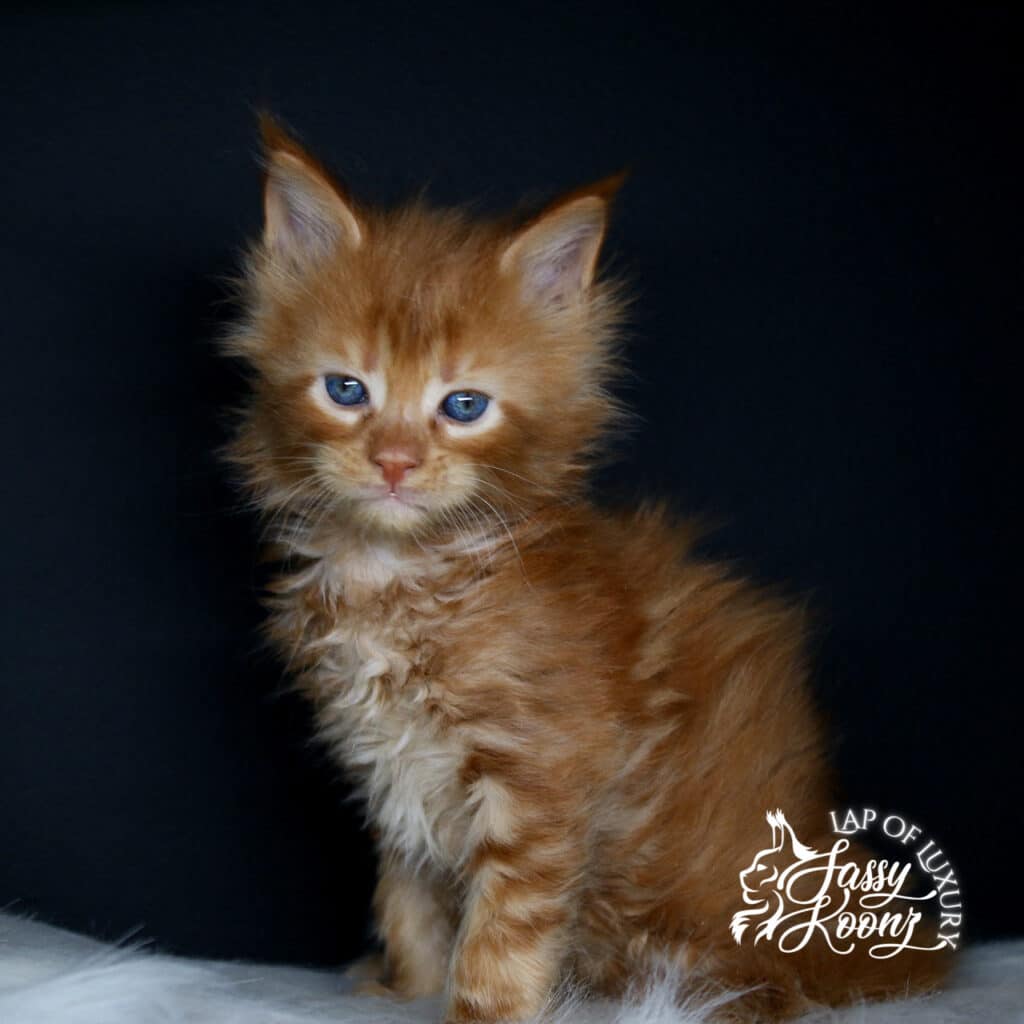 everybodys-fool-maine-coon-kitten-body ⋆ Sassy Koonz Maine Coon Cattery everybodys fool maine coon kitten body shot