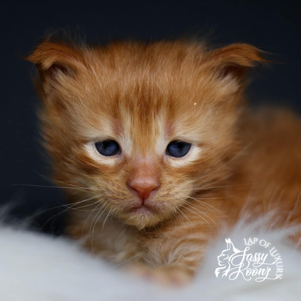 everybodysfool 3 week old red maine coon sassy koonz kitten ⋆ Sassy Koonz Maine Coon Cattery everybodys fool 3 week old red maine coon sassy koonz kitten