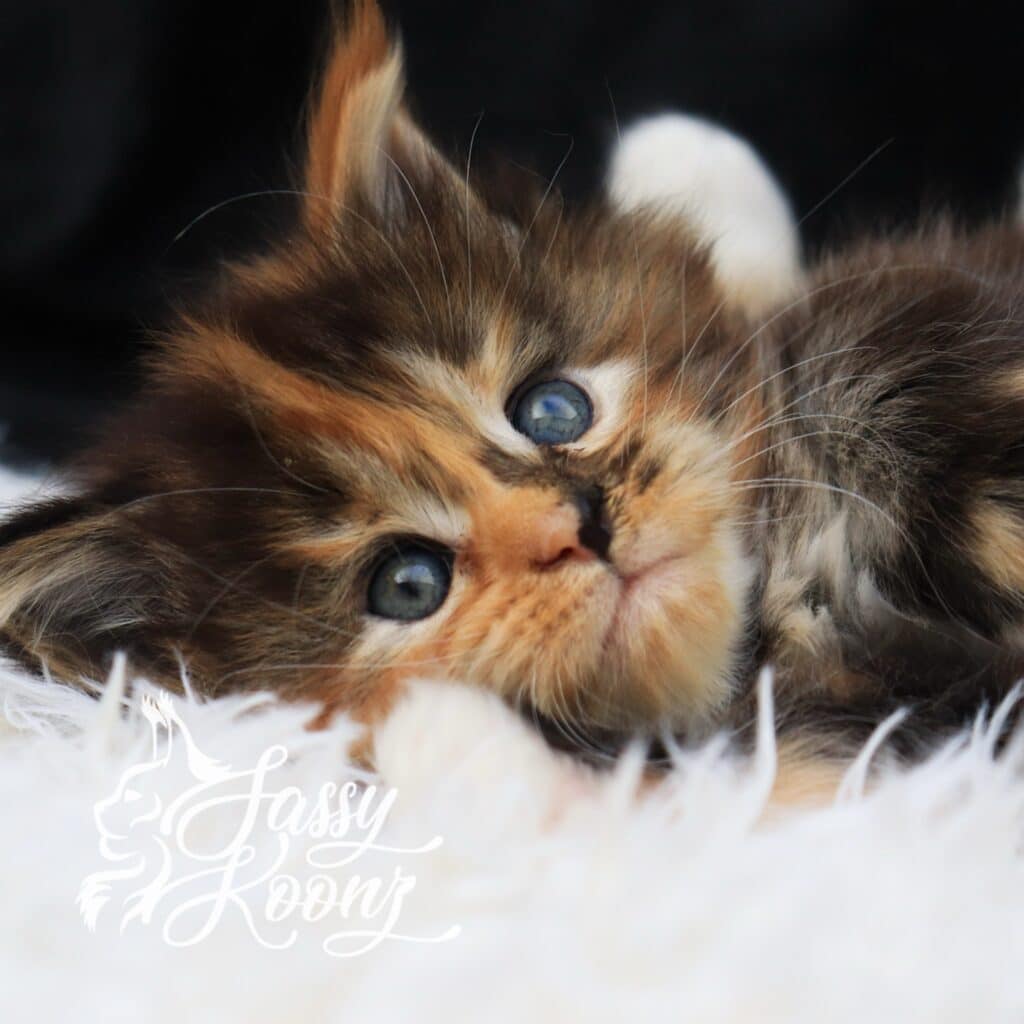 My Only Angel tummy time ⋆ Sassy Koonz Maine Coon Cattery Maine coon,sassy Koonz, black torbie, my only Angel