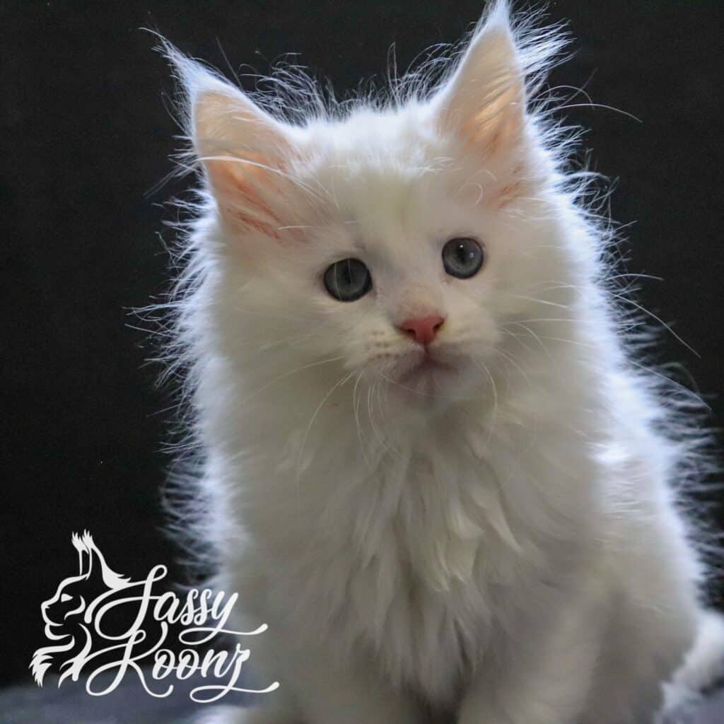 ghost-maine-coon-kitten-9-weeks ⋆ Sassy Koonz Maine Coon Cattery ghost maine coon kitten 9 weeks