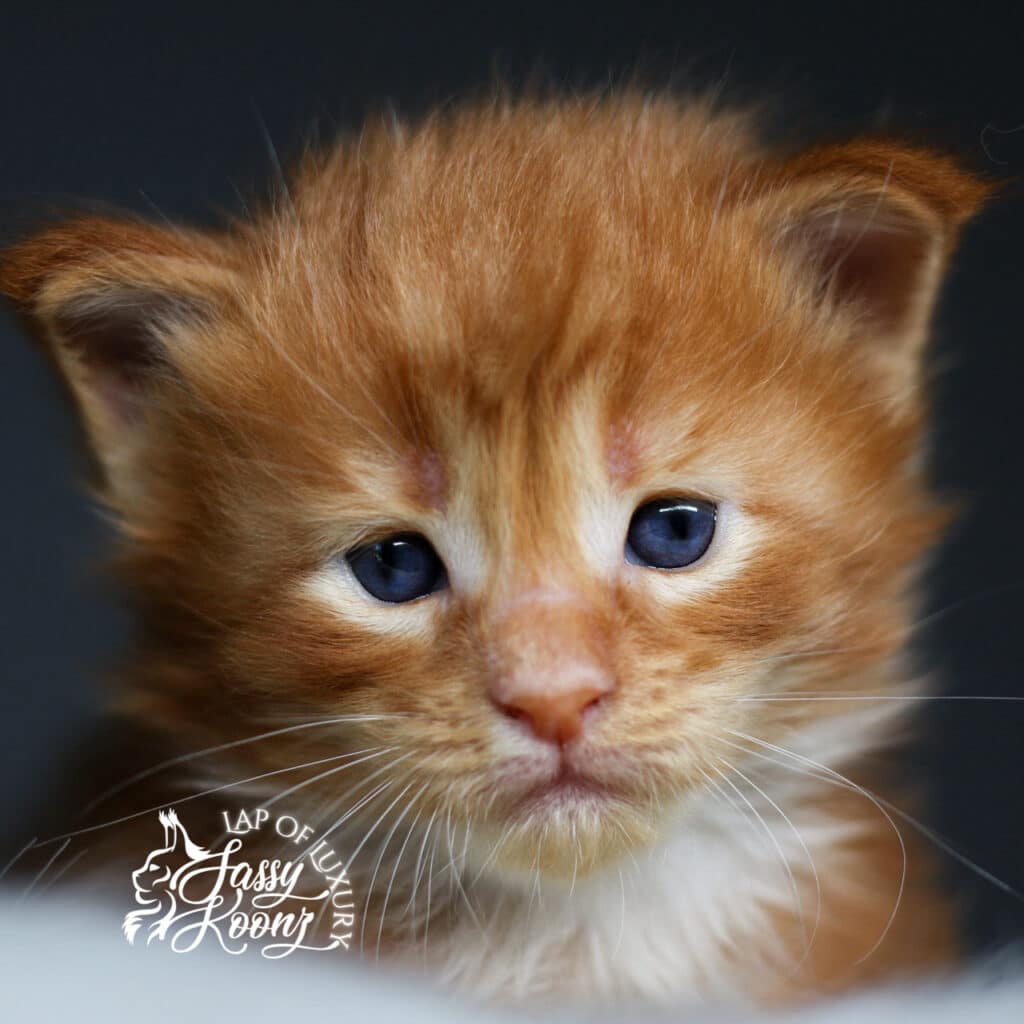 imaginary 3 weeks old sassy koonz maine coon kitten ⋆ Sassy Koonz Maine Coon Cattery imaginary 3 weeks old sassy koonz maine coon kitten