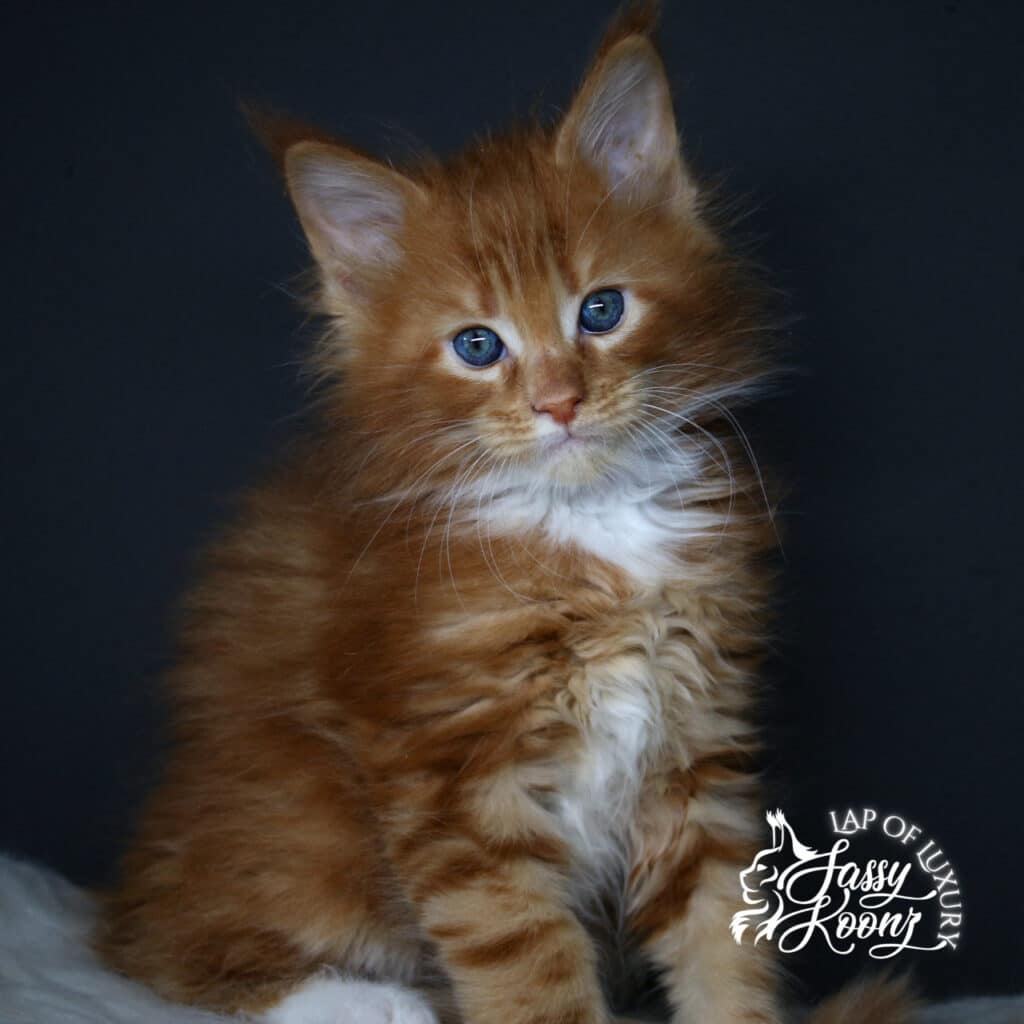 imaginary 7 week old red maine coon kitten bodyshot ⋆ Sassy Koonz Maine Coon Cattery imaginary 7 week old red maine coon kitten bodyshot