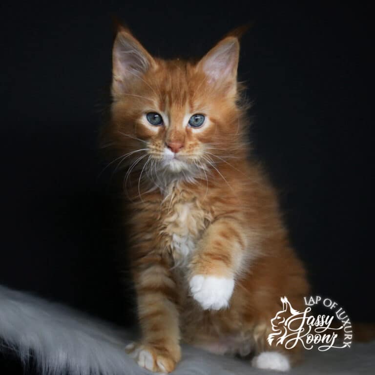imaginary 9 week old red with white maine coon kitten