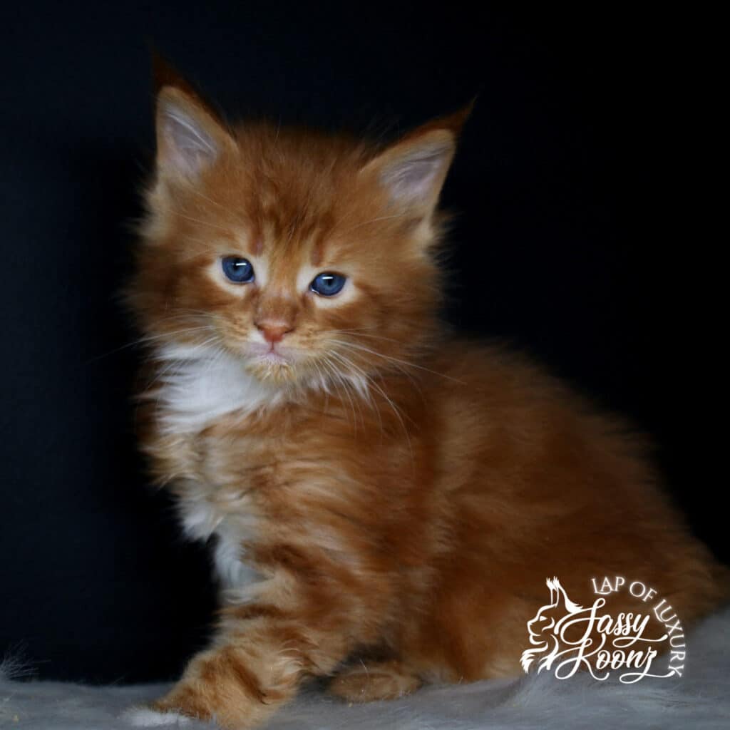 imaginary-maine-coon-available-red ⋆ Sassy Koonz Maine Coon Cattery imaginary maine coon available red