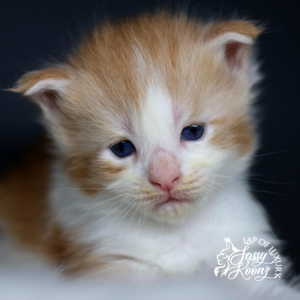 lithium 3 weeks old maine coon kitten red smoke at sassy koonz ⋆ Sassy Koonz Maine Coon Cattery lithium 3 weeks old maine coon kitten red smoke at sassy koonz