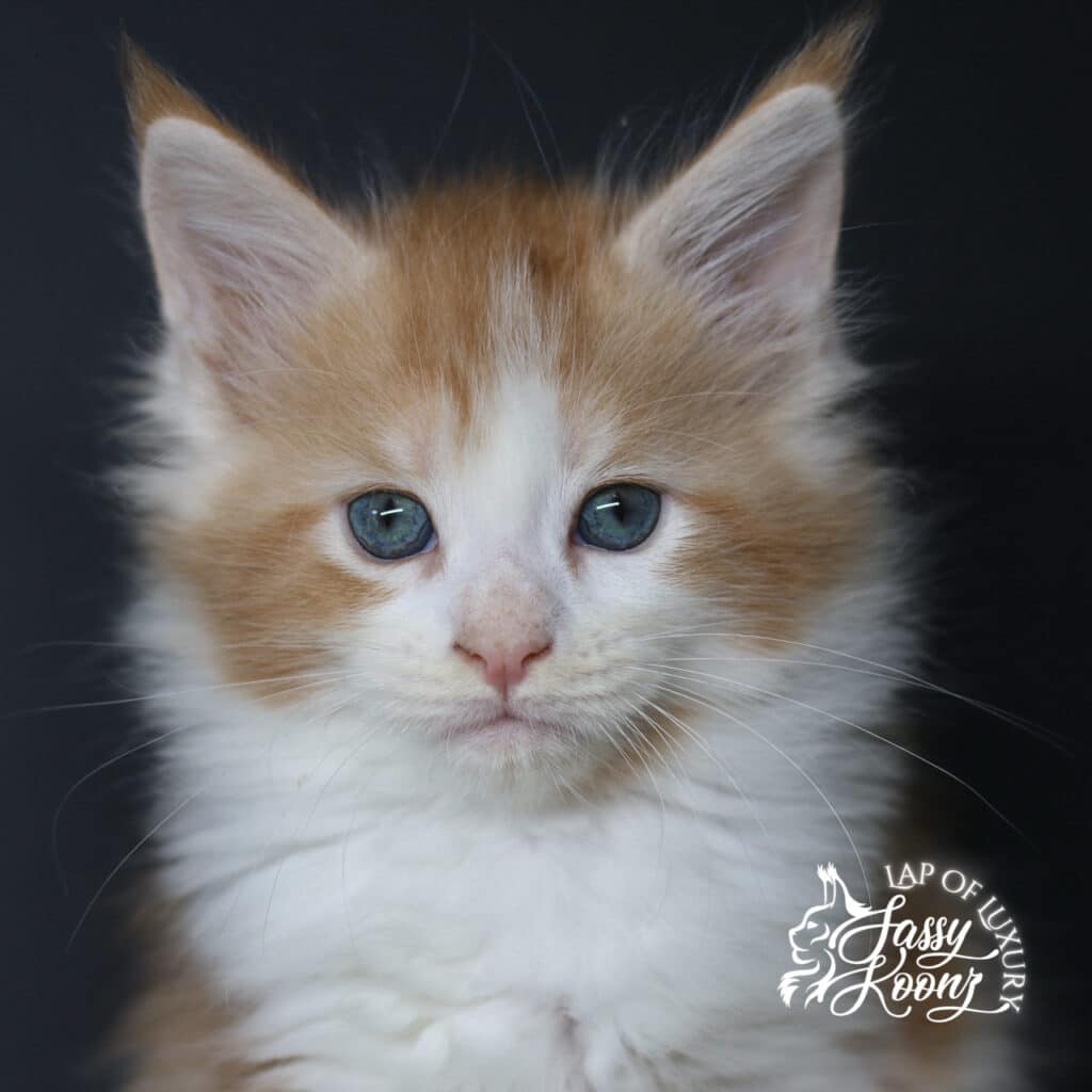 lithium 7 week old maine coon red and white kitten ⋆ Sassy Koonz Maine Coon Cattery lithium 7 week old maine coon red and white kitten