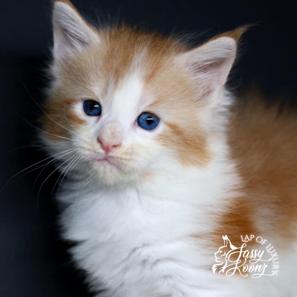 lithium-mainecoon-for-sale-sassy-koonz-baby ⋆ Sassy Koonz Maine Coon Cattery lithium maine coon for sae sassykoonz bby