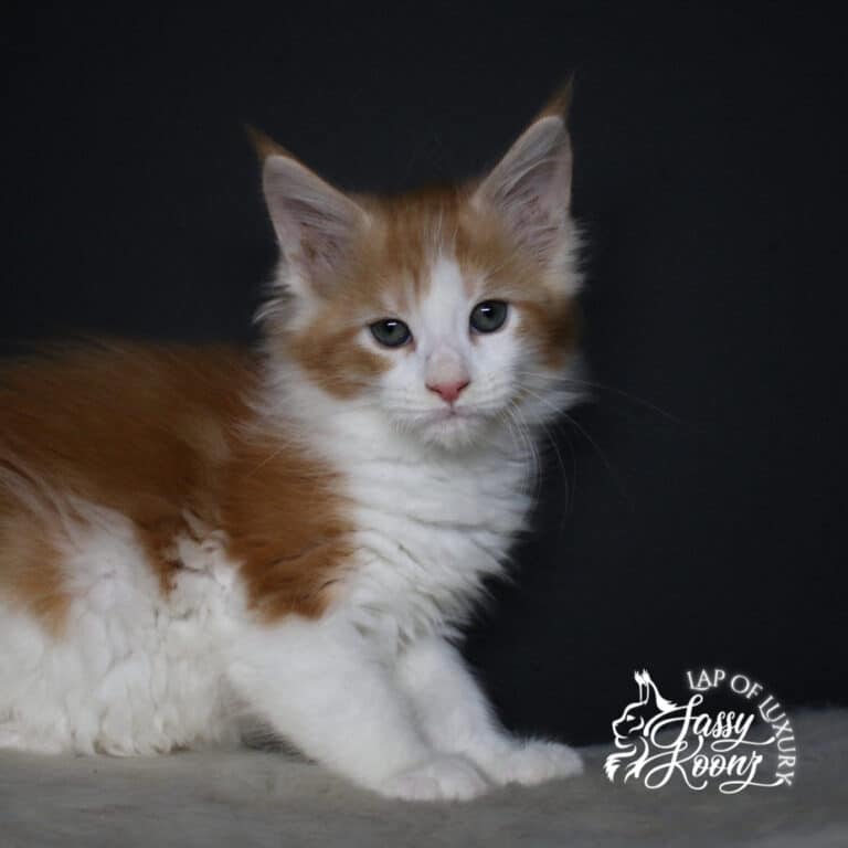 lithium red and white maine coon kitten 9 weeks old