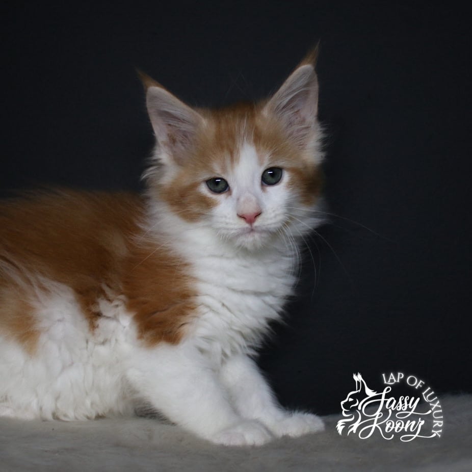 lithium red and white maine coon kitten 9 weeks old