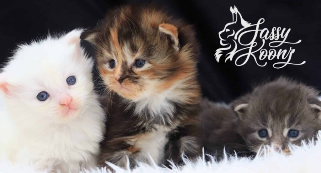 litter-of-maine-coon-kittens-born-feb-2026-sassy-koonz ⋆ Sassy Koonz Maine Coon Cattery litter of maine coon kittens born feb 2026 at sassy koonz