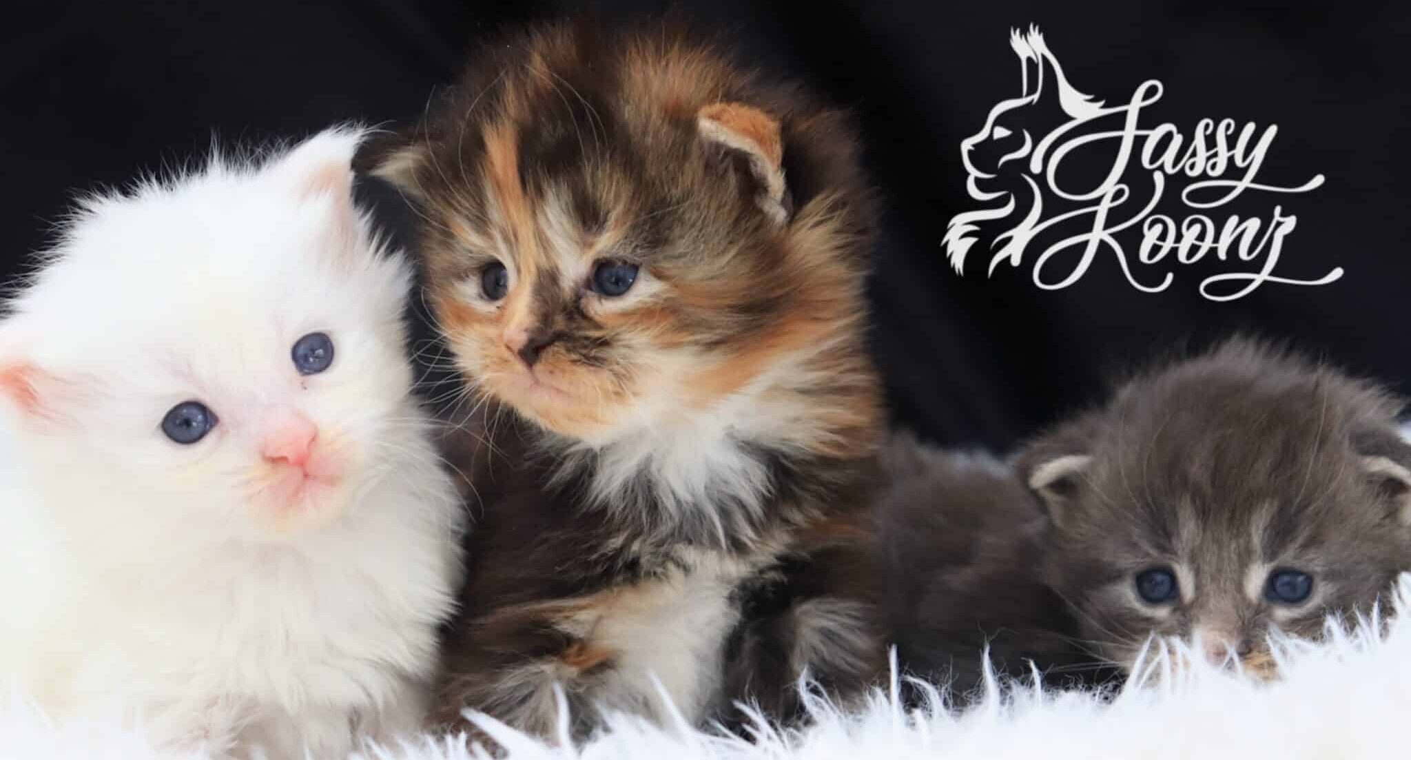 litter of maine coon kittens born feb 2026 at sassy koonz