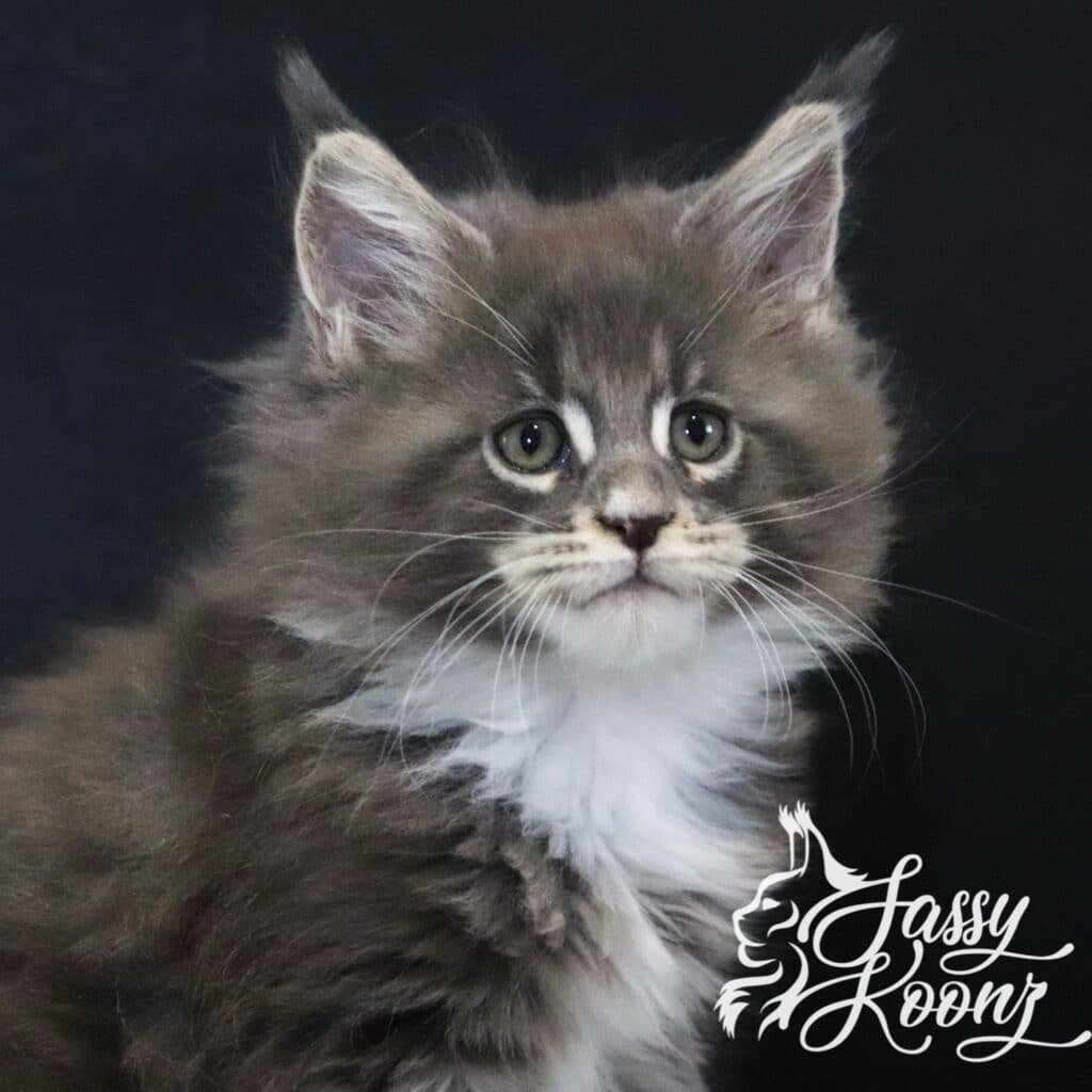 maine-coon-blueberry-hill-9 ⋆ Sassy Koonz Maine Coon Cattery maine coon blueberry hill 9 weeks old