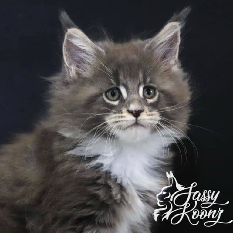 maine coon blueberry hill 9 weeks old