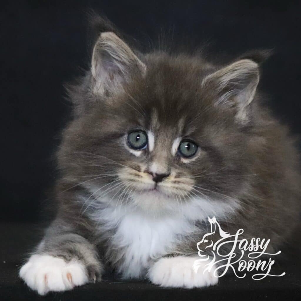 maine-coon-kitten-blue-tabby-7-weeks-blueberry ⋆ Sassy Koonz Maine Coon Cattery maine coon kitten blue tabby 7 week sold bllueberry