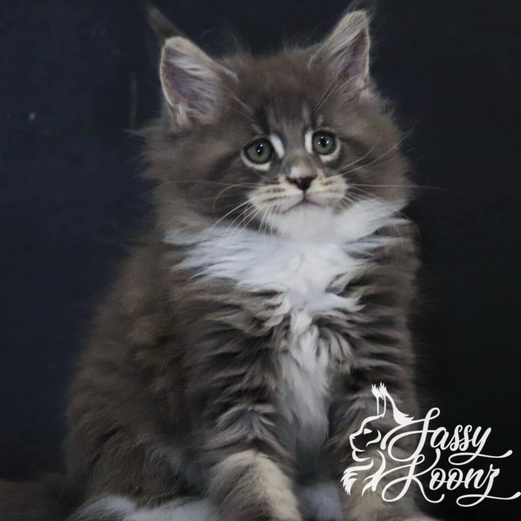 maine-coon-kitten-boy-blueberry-9-weeks ⋆ Sassy Koonz Maine Coon Cattery maine coon kitten boy blueberry hill 9 weeks old