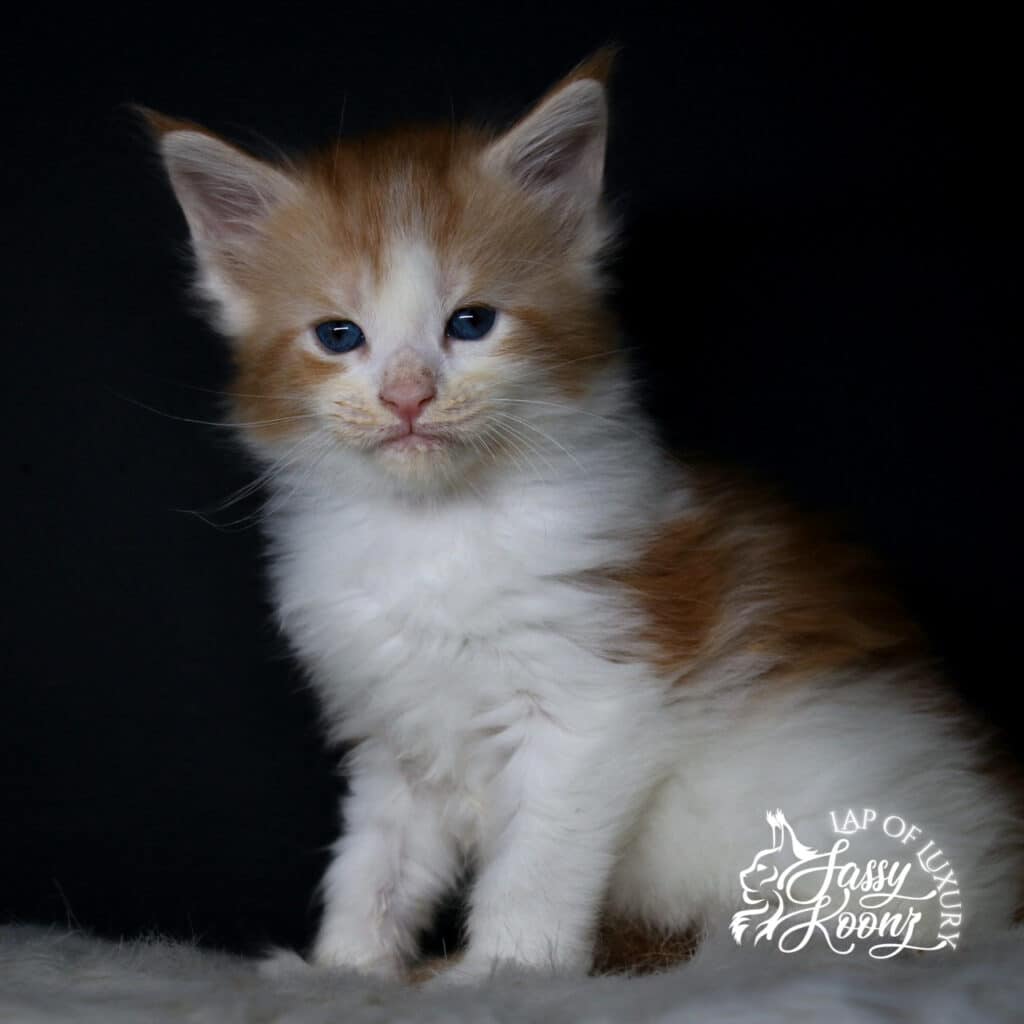 maine-coon-kitten-red-white-for-sale-lithium ⋆ Sassy Koonz Maine Coon Cattery maine coon kitten red white for sale lithium