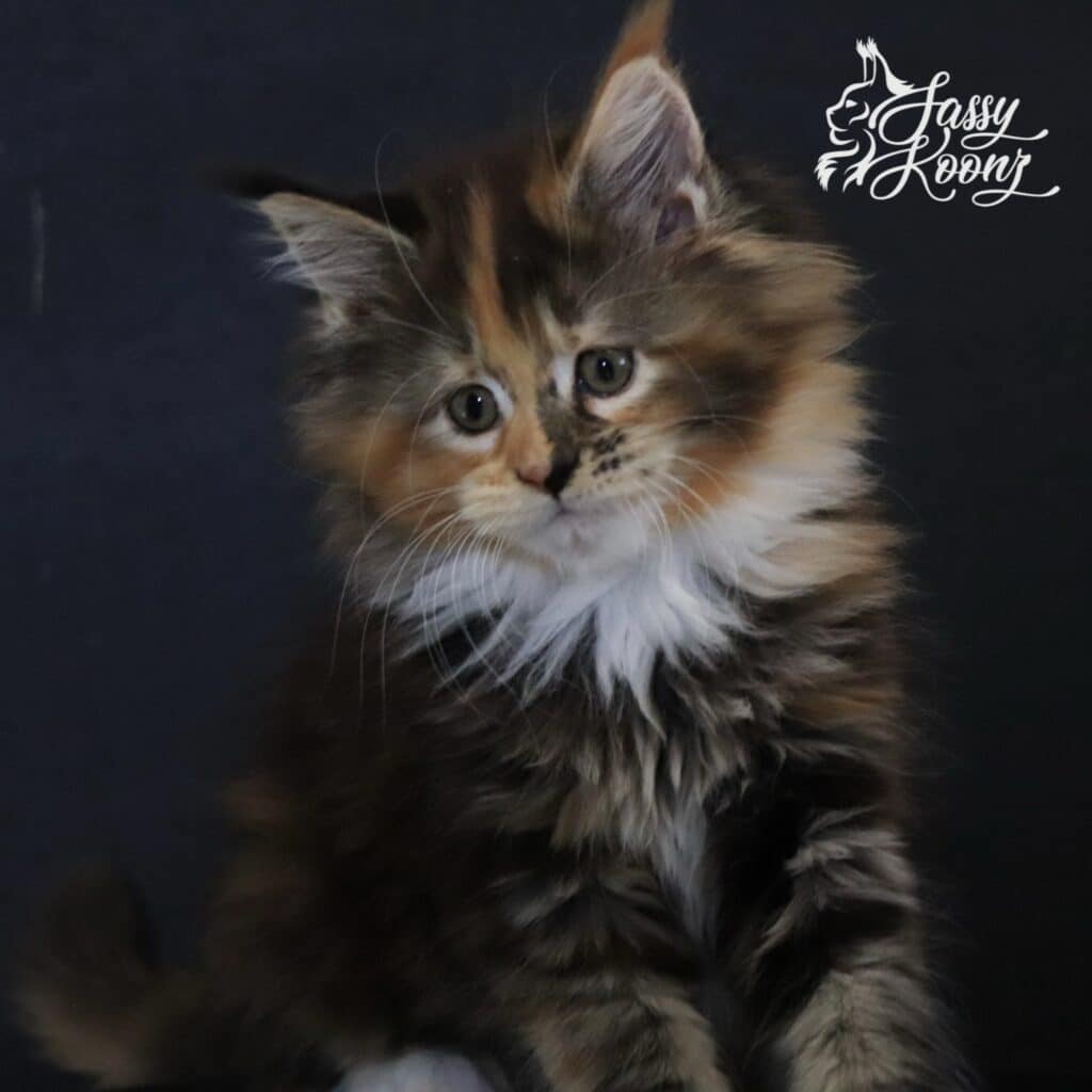 my-angel-9-weeks-maine-coon-kitten-girl-for-sale ⋆ Sassy Koonz Maine Coon Cattery my only angel 9 week old Maine coon ktiten girl for sale