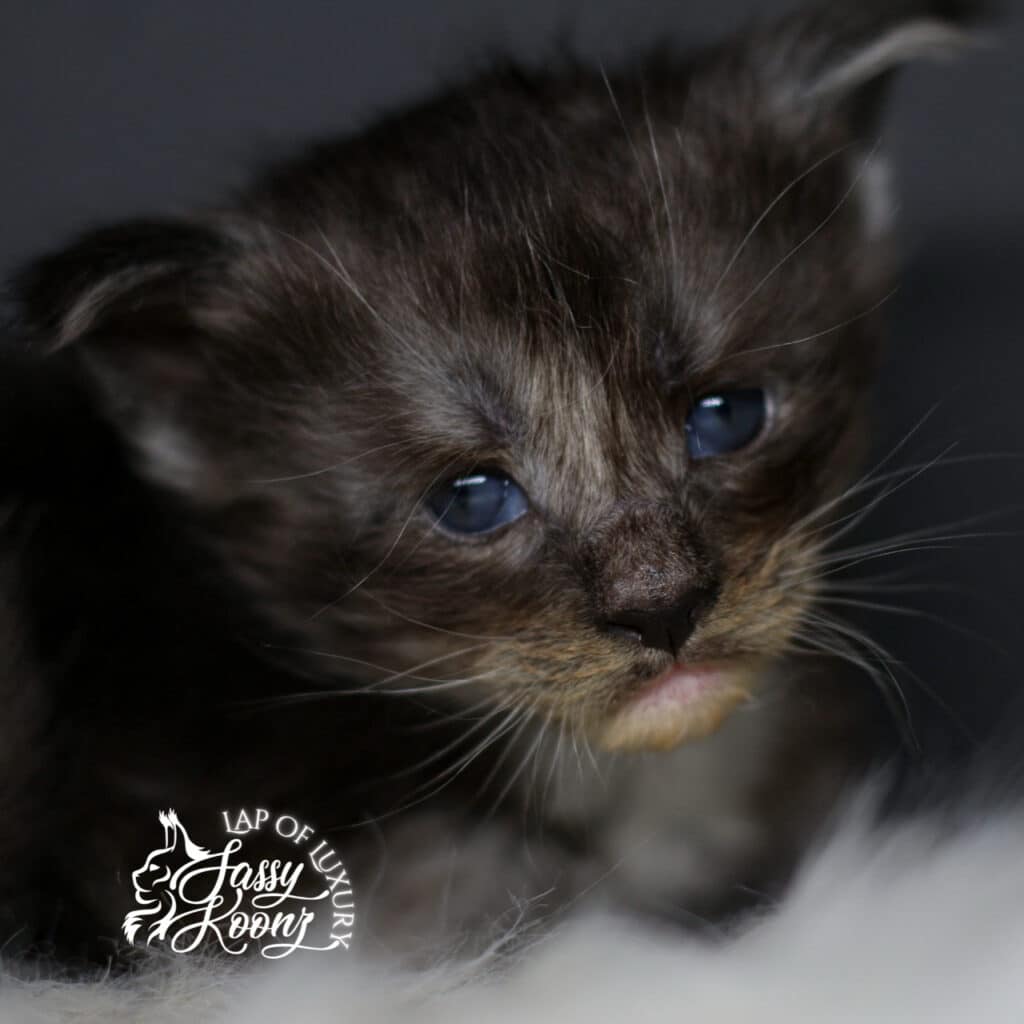 my immortal 3 week old black smoke maine coon kitten sassy koonz ⋆ Sassy Koonz Maine Coon Cattery my immortal 3 week old black smoke maine coon kitten sassy koonz
