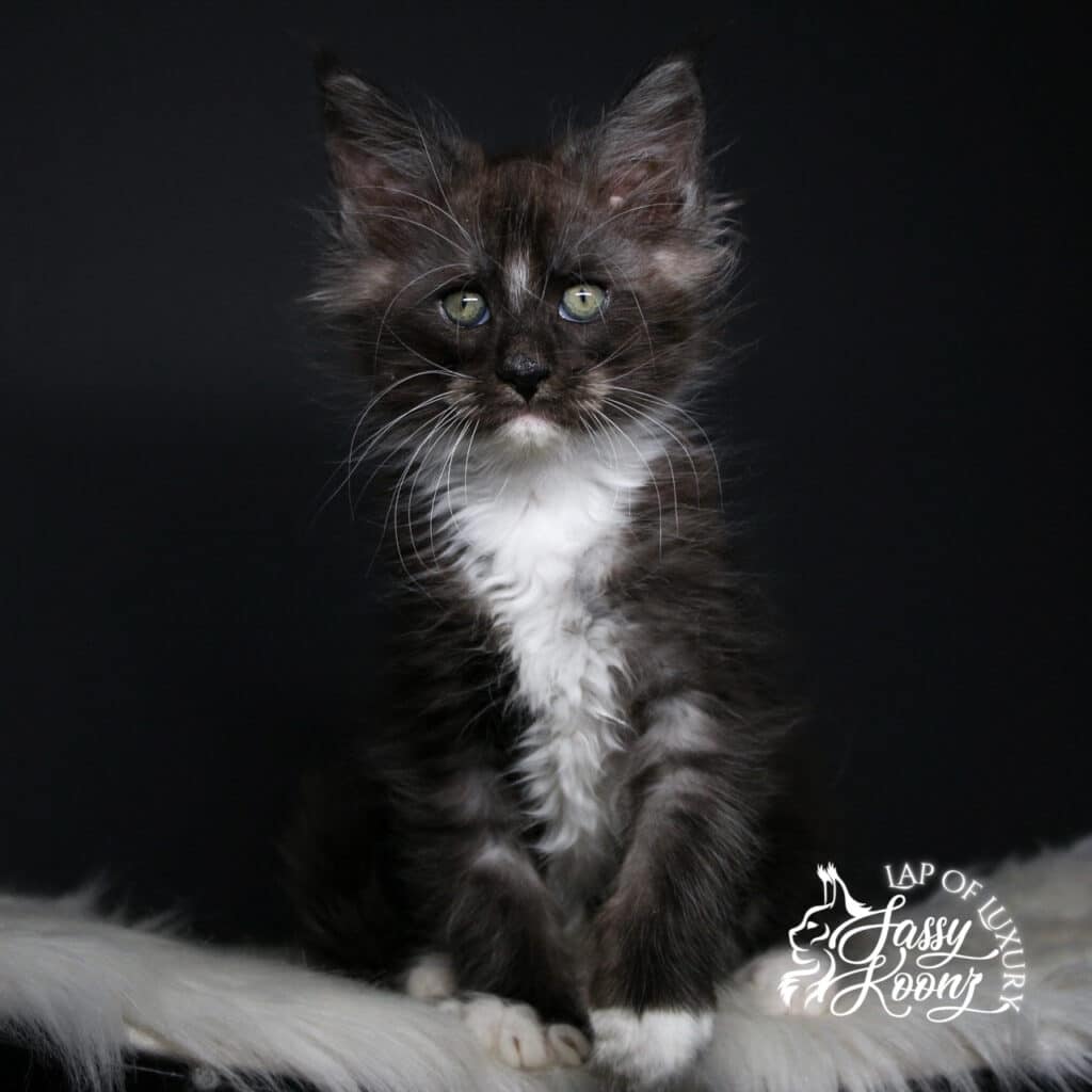 my immortal 9 weeks old black smoke maine coon kitten