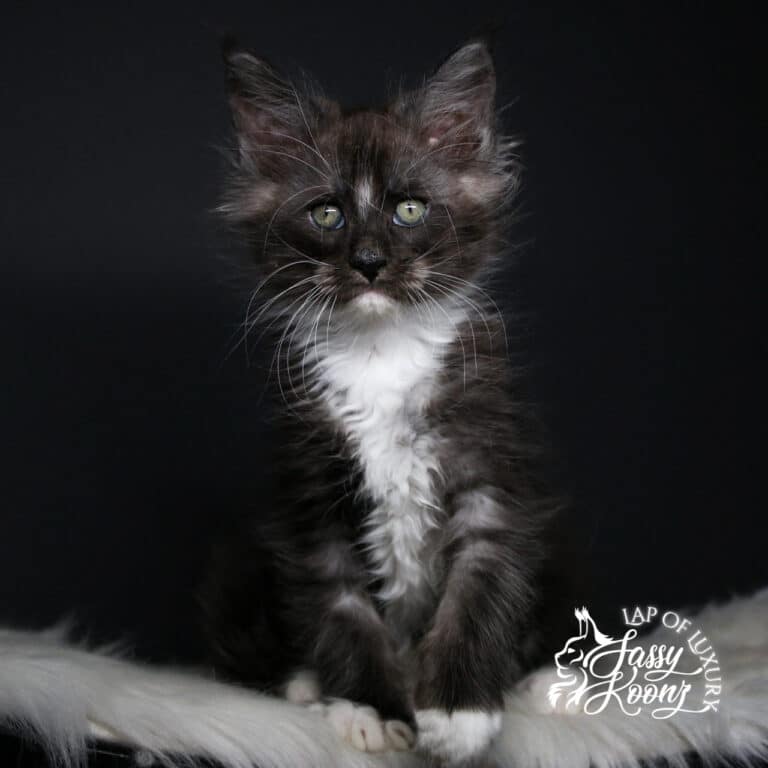 my immortal 9 weeks old black smoke maine coon kitten