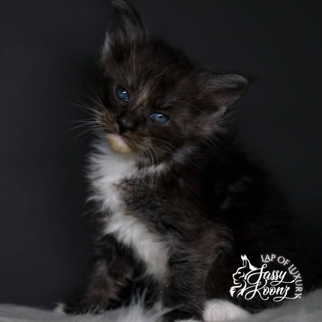 my-immortal-maine-coon-kitten-black-smoke-for-sale ⋆ Sassy Koonz Maine Coon Cattery my immortal maine coon kitten black smoke for sale