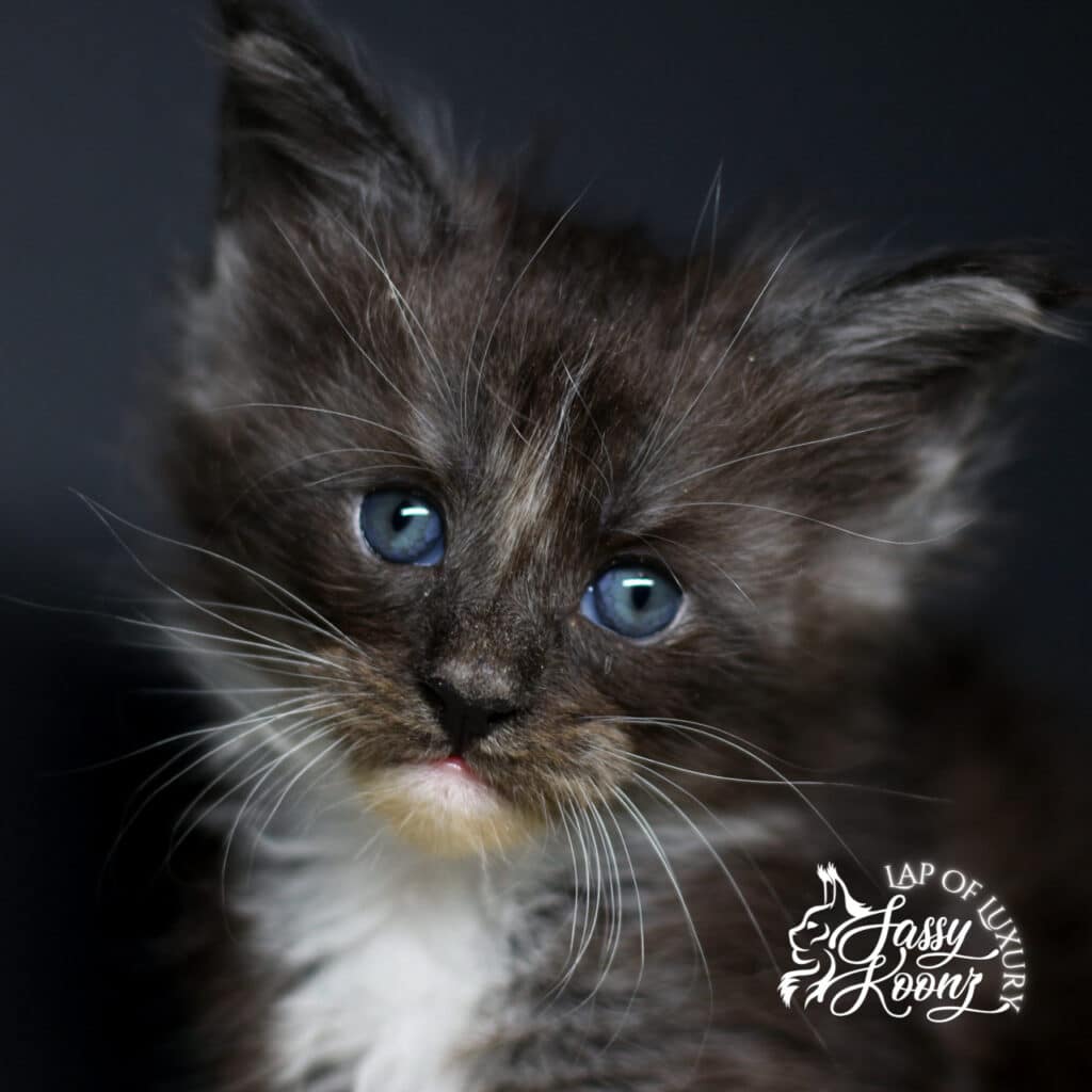 my-immortal-sassy-koonz-maine-coon-kitten-available โ Sassy Koonz Maine Coon Cattery my immortal sassy koonz maine coon kitten available