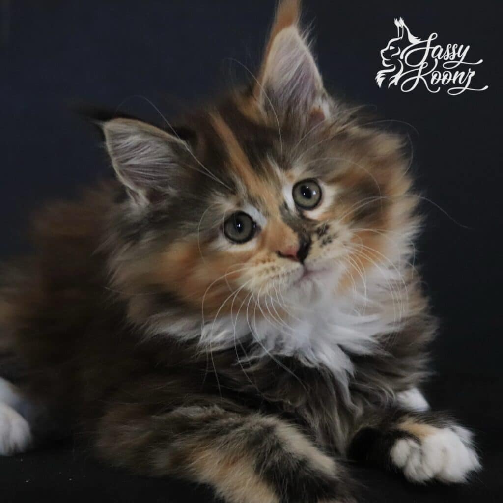 my only angel maine coon 9 weeks old